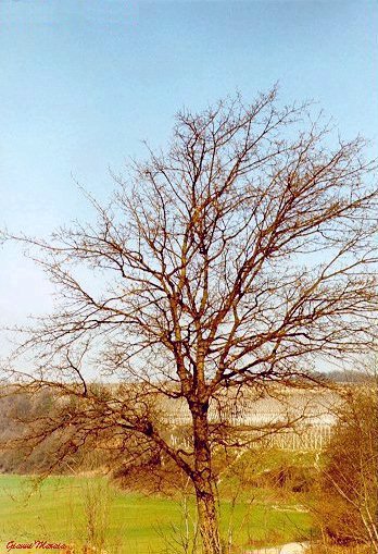 Acero campestre (Acer campestre) - Albero