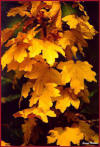 Acero campestre (Acer campestre) - Particolare delle foglie