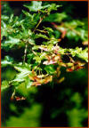 Acero campestre (Acer campestre) - Foglie e frutti