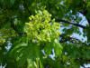 Acero riccio (Acer platanoides) - Fiori