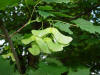 Acero riccio (Acer platanoides) - Frutti