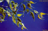Bagolaro (Celtis australis) - Foglie e frutti