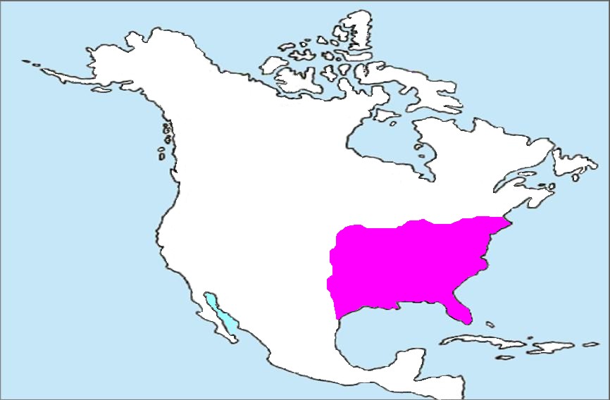 Areale Frassino americano (Fraxinus americana)