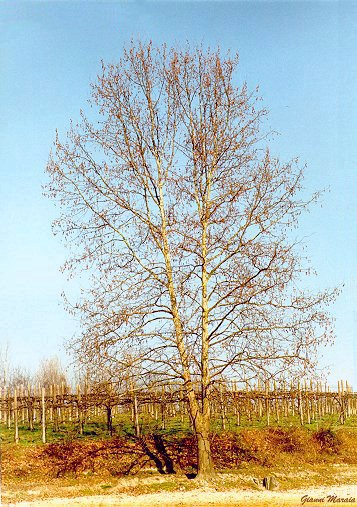 Platano (Platanus acerifolia) - Albero