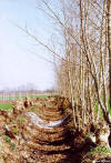 Platano (Platanus acerifolia) -  Filare d'alberi