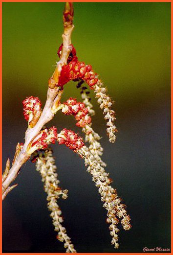 Pioppo nero (Populus nigra) - Particolare