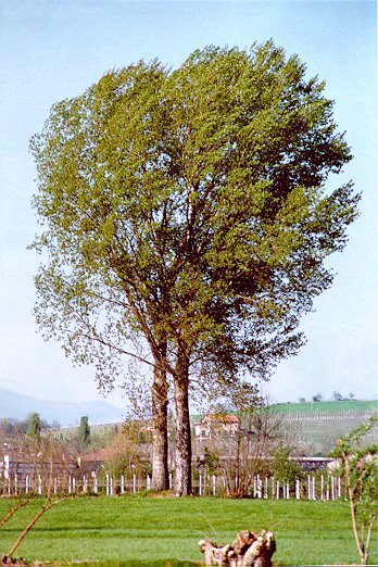 Pioppo nero (Populus nigra) - Albero
