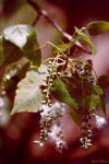 Pioppo nero (Populus nigra) -Semi lanuginosi