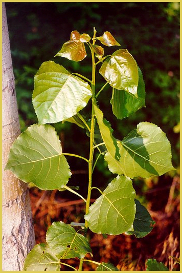 Pioppo nero (Populus nigra) - Foglie