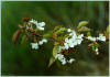 Ciliegio selvatico (Prunus avium) -  Fiori
