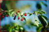 Ciliegio selvatico (Prunus avium) -  Frutti