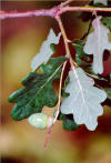 Farnia (Quercus pedunculata) - Frutti (ghiande)