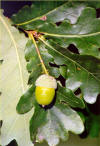 Farnia (Quercus pedunculata) - Frutti (ghiande)