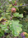 Farnia (Quercus pedunculata) - Galle