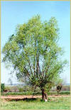 Salice bianco (Salix alba) - Albero