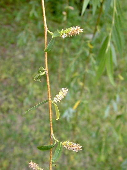 Salice piangente (Salix babylonica) - Alberi
