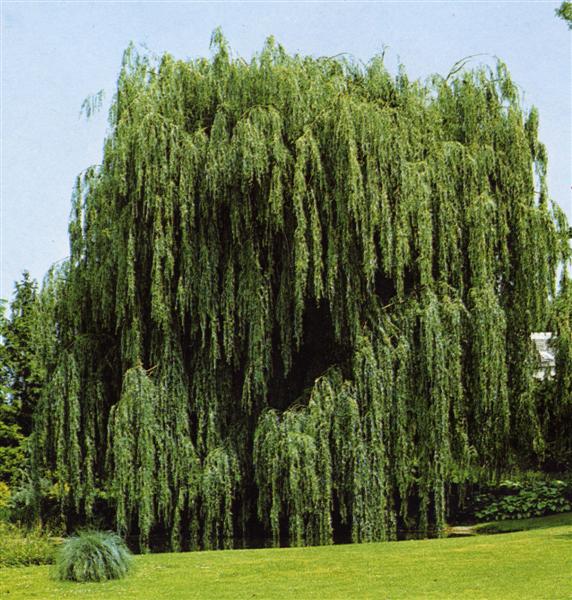 Salice piangente (Salix babylonica) - Albero