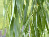 Salice piangente (Salix babylonica) - Foglie