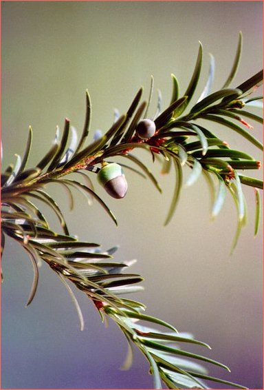 Tasso (Taxus baccata) - Fiori