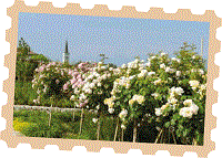 giardino della rosa