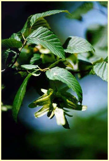 Carpino bianco (Carpinus betulus) - Particolare foglie e frutti