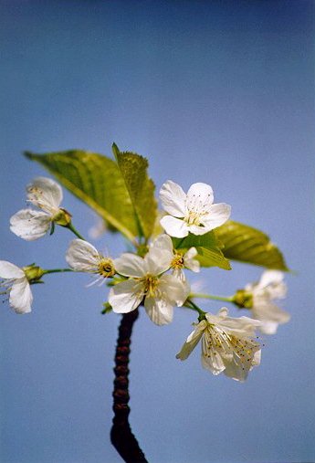 Ciliegio selvatico (Prunus avium) -  Fiori