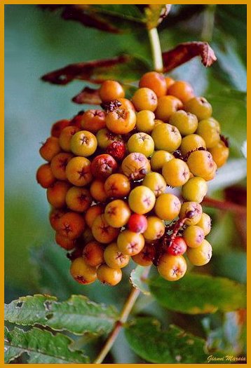 Sorbo degli uccellatori (Sorbus aucuparia) - Frutti